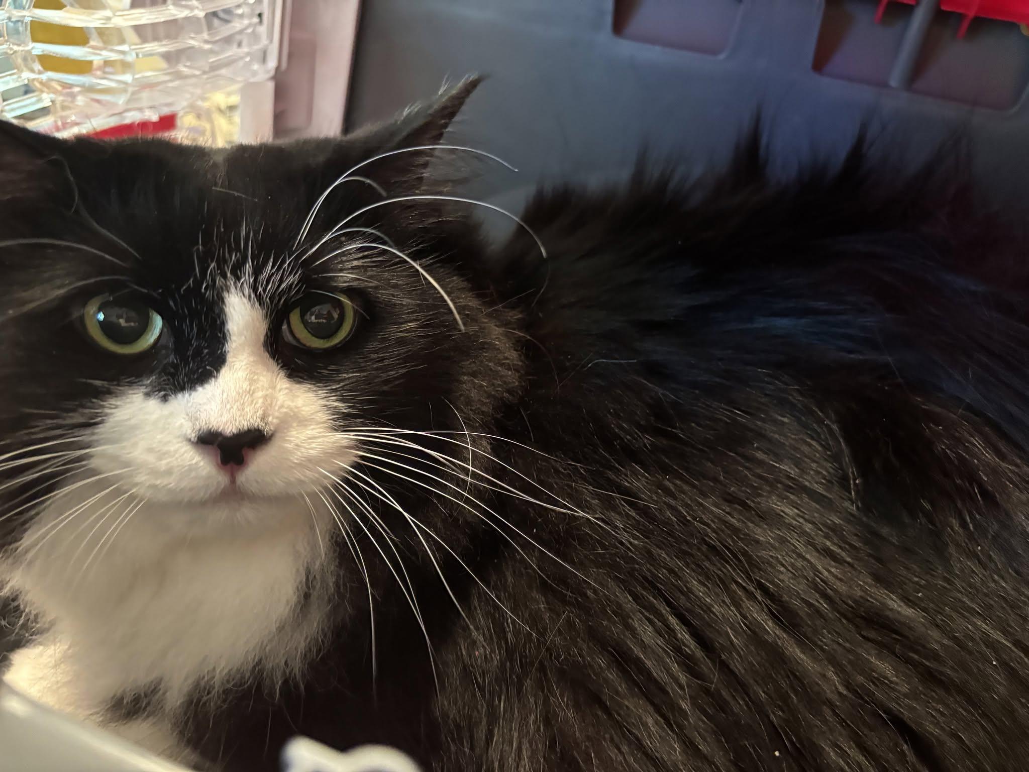 Enlarge Bambi, a Adoptable Domestic Long Hair in Dover, DE image 1/2