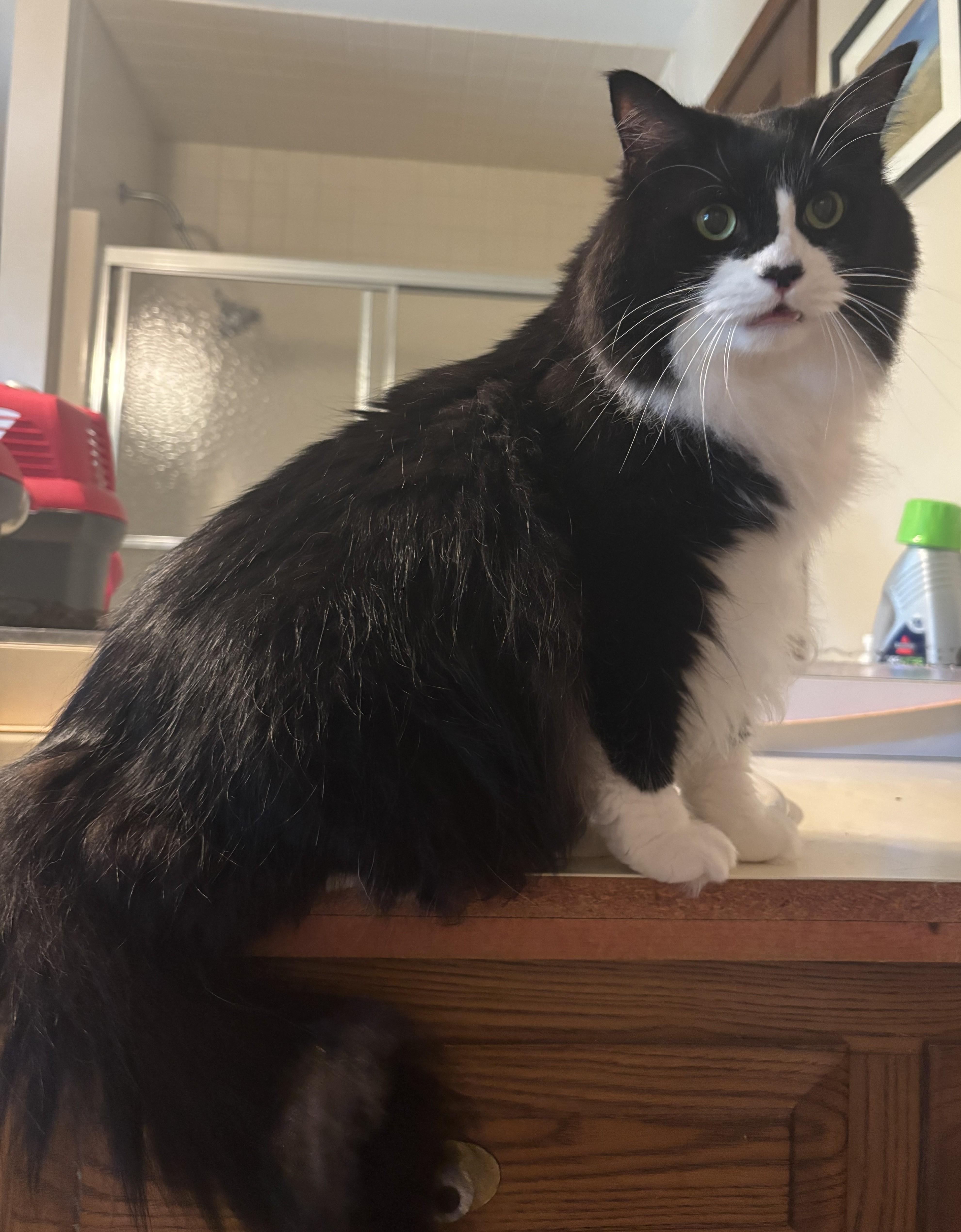 Enlarge Bambi, a Adoptable Domestic Long Hair in Dover, DE image 2/2