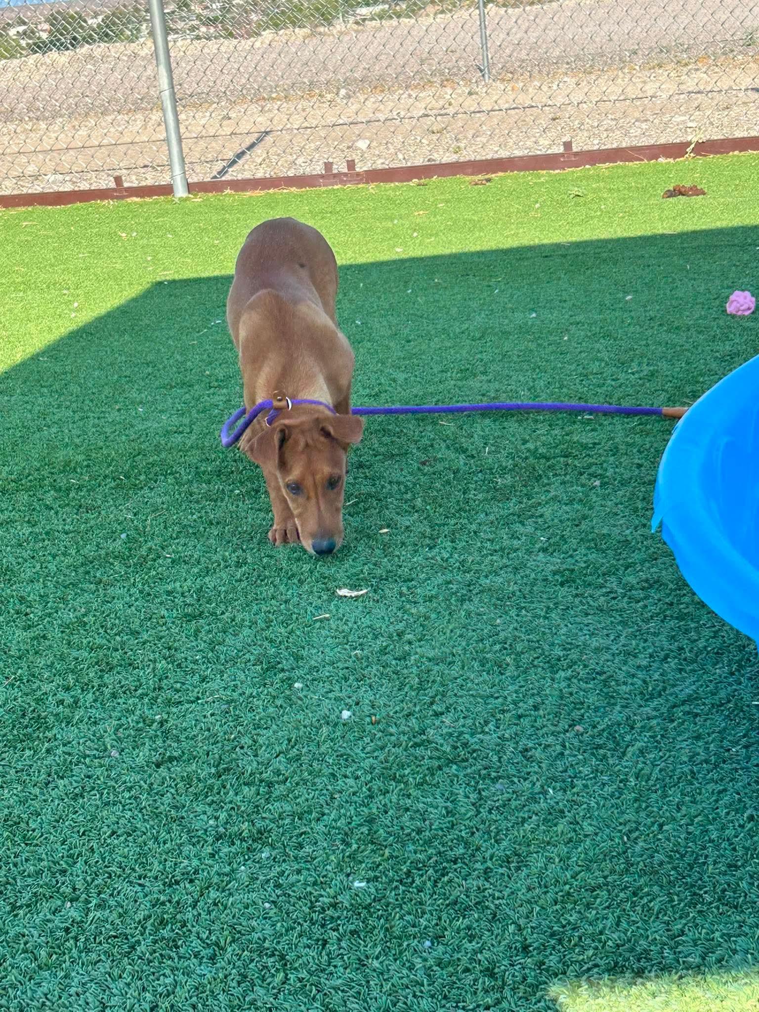 Wanda, a ADOPTABLE mixed breed in Truth or Consequences , NM image 6/6