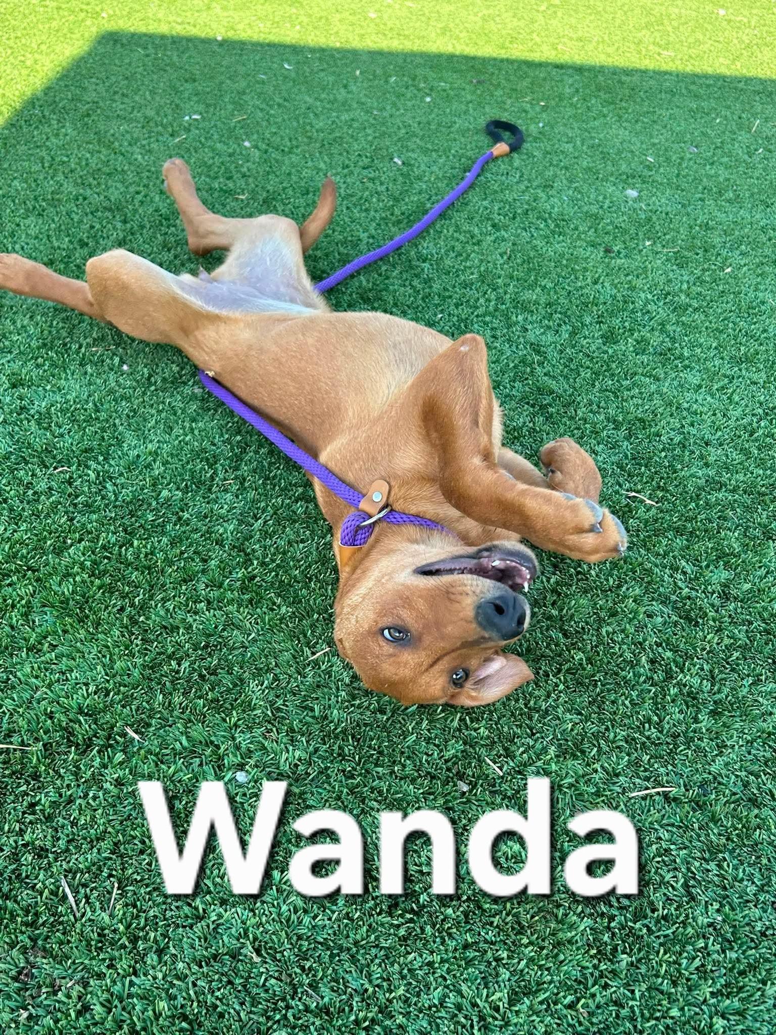 Wanda, a ADOPTABLE mixed breed in Truth or Consequences , NM image 5/6