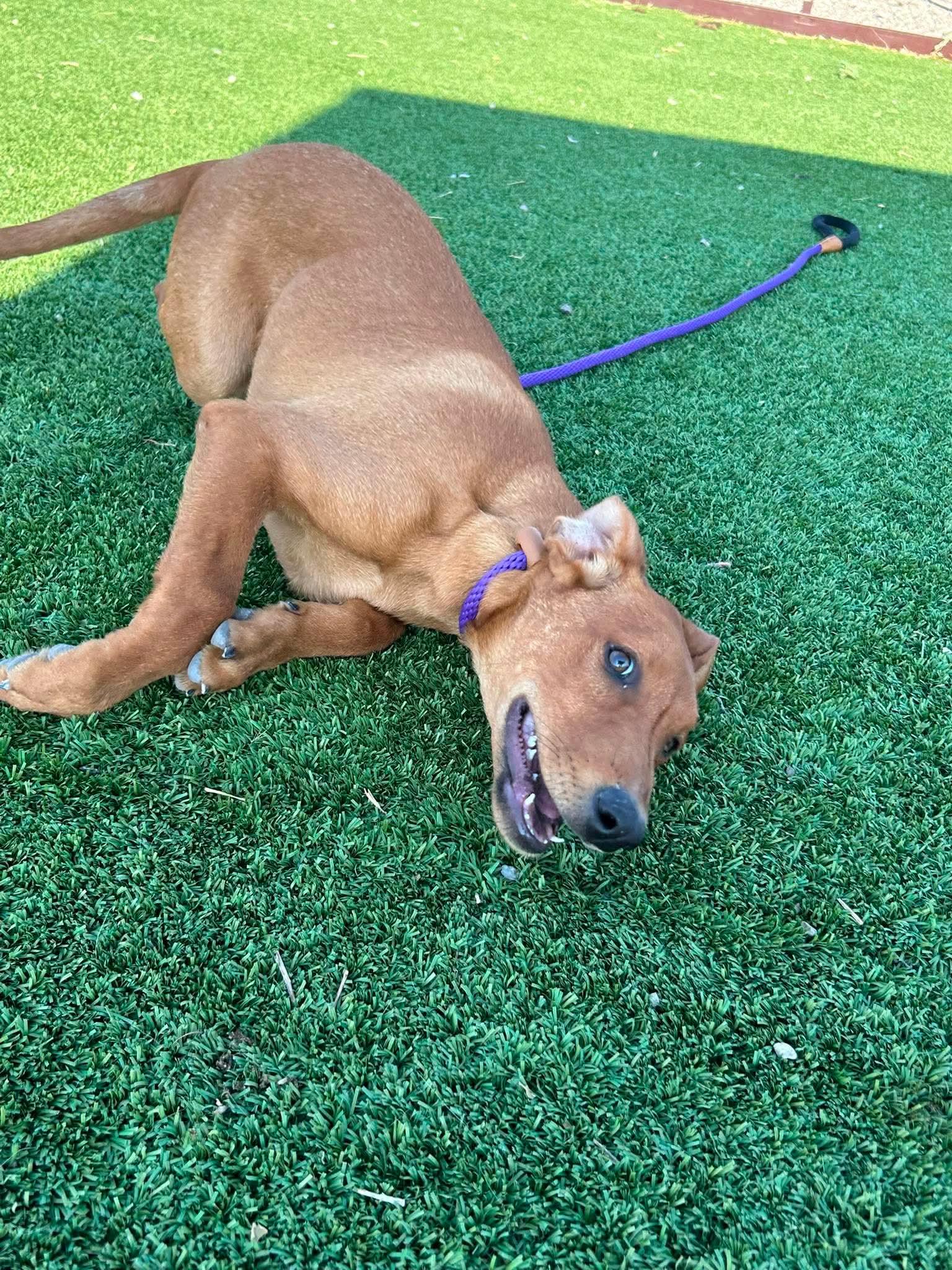 Wanda, ADOPTABLE, Young Female Greyhound & Rhodesian Ridgeback.