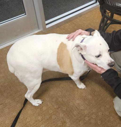 Enlarge Ripley, a Adopted mixed breed in Cuyahoga Falls, OH image 1/1