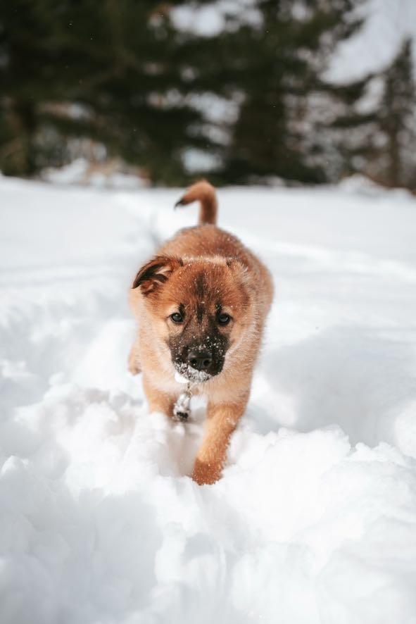 Enlarge River, a ADOPTABLE mixed breed in Port Colborne , ON image 3/6