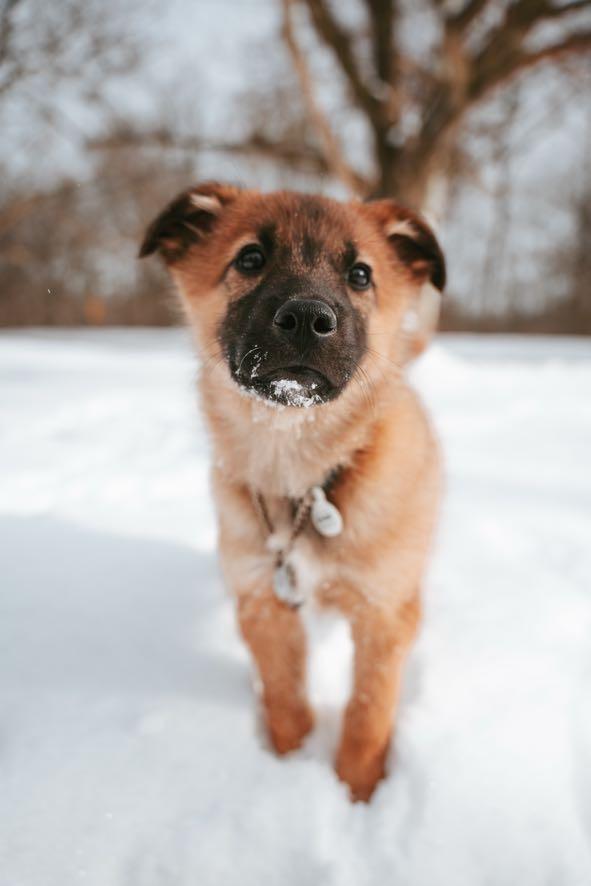 Enlarge River, a ADOPTABLE mixed breed in Port Colborne , ON image 1/6