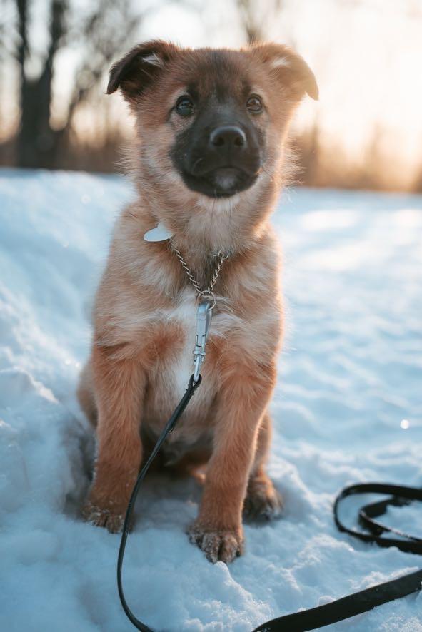 Enlarge River, a ADOPTABLE mixed breed in Port Colborne , ON image 2/6