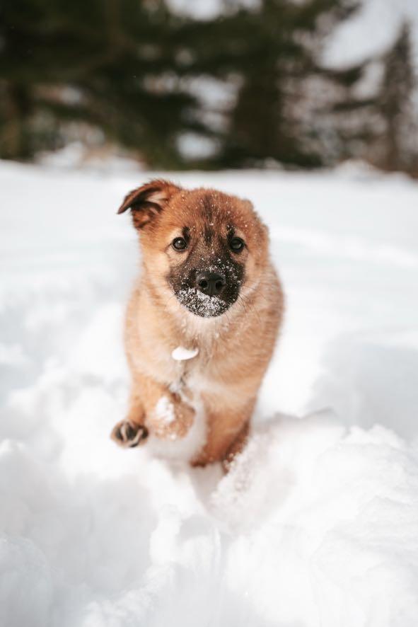 Enlarge River, a ADOPTABLE mixed breed in Port Colborne , ON image 5/6