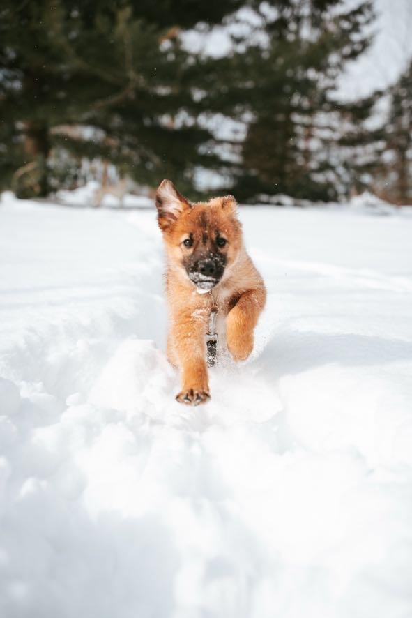 Enlarge River, a ADOPTABLE mixed breed in Port Colborne , ON image 4/6