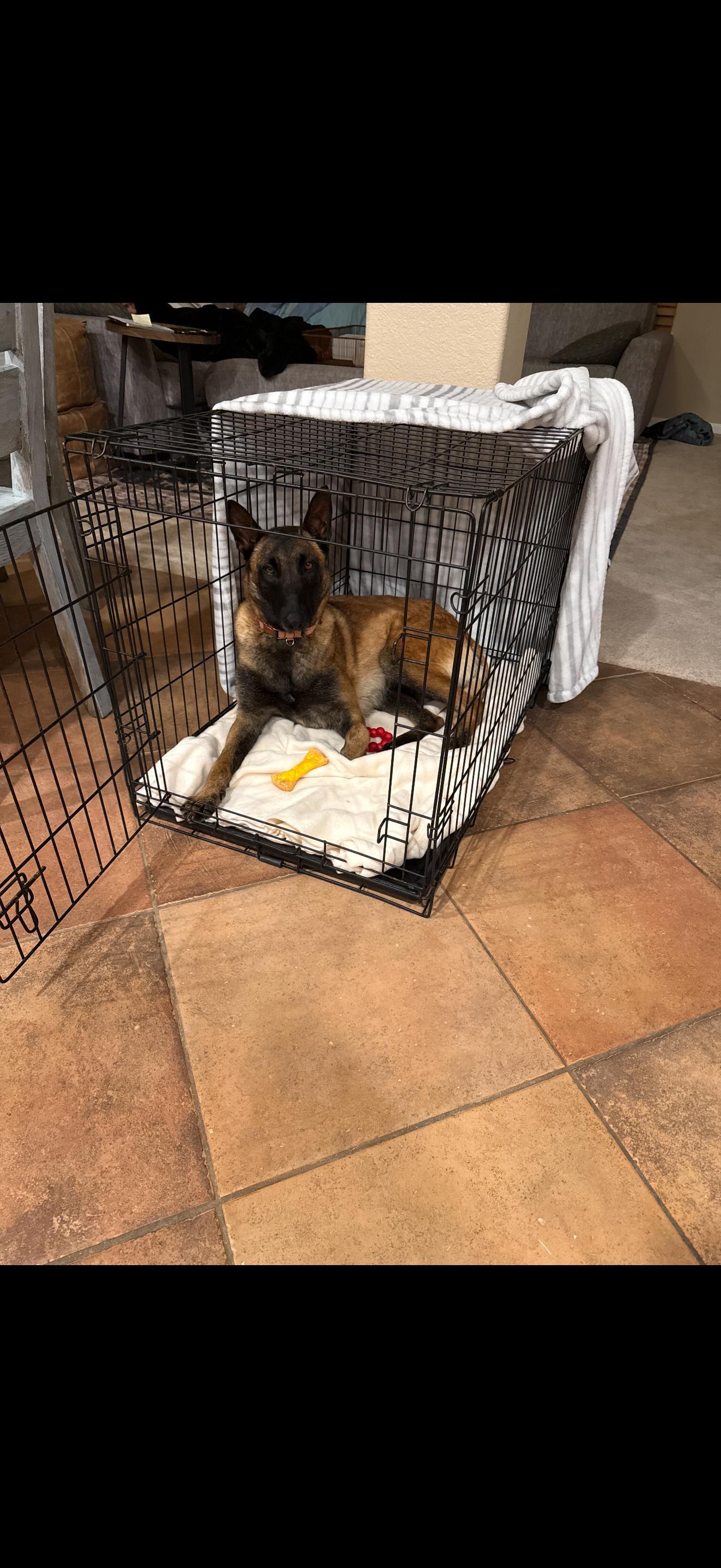 Enlarge Carly, a Adoptable Belgian Shepherd / Malinois in Discovery Bay, CA image 2/6