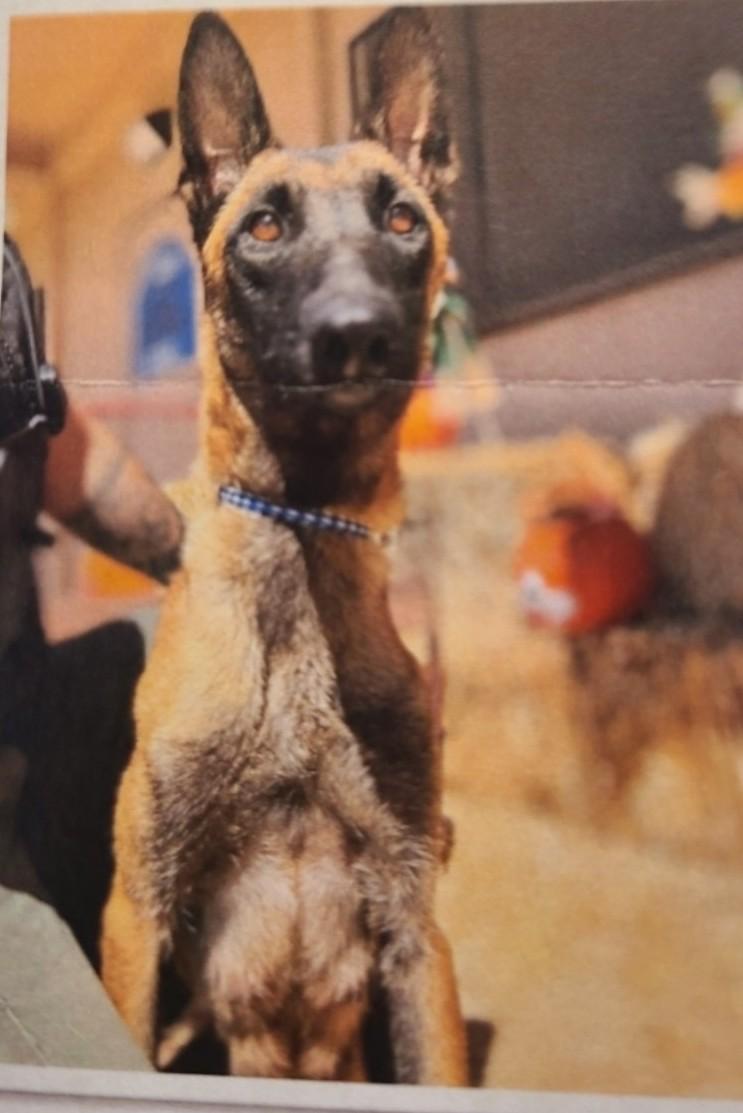 Enlarge Carly, a Adoptable Belgian Shepherd / Malinois in Discovery Bay, CA image 2/6