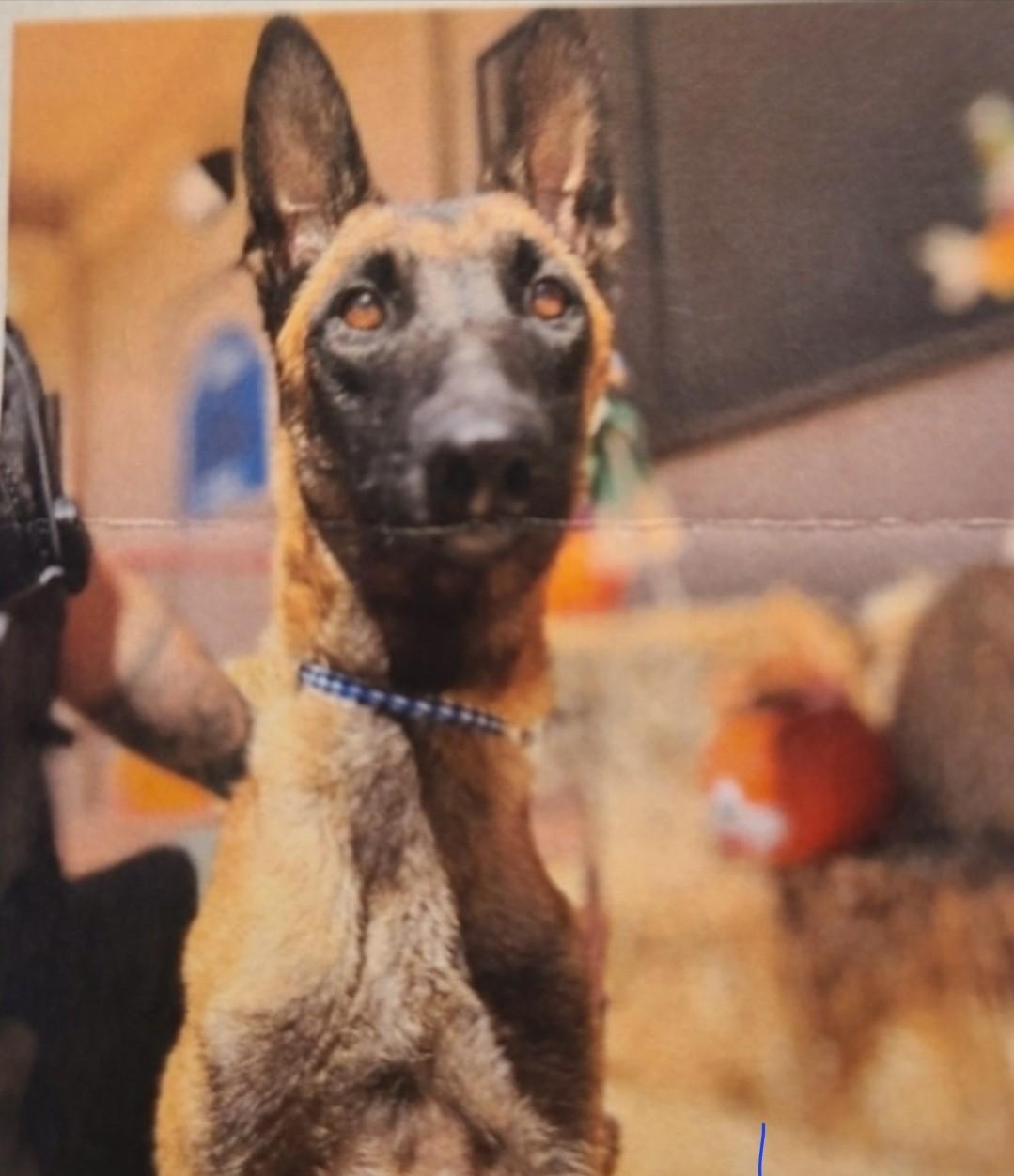 Enlarge Carly, a Adoptable Belgian Shepherd / Malinois in Discovery Bay, CA image 4/6