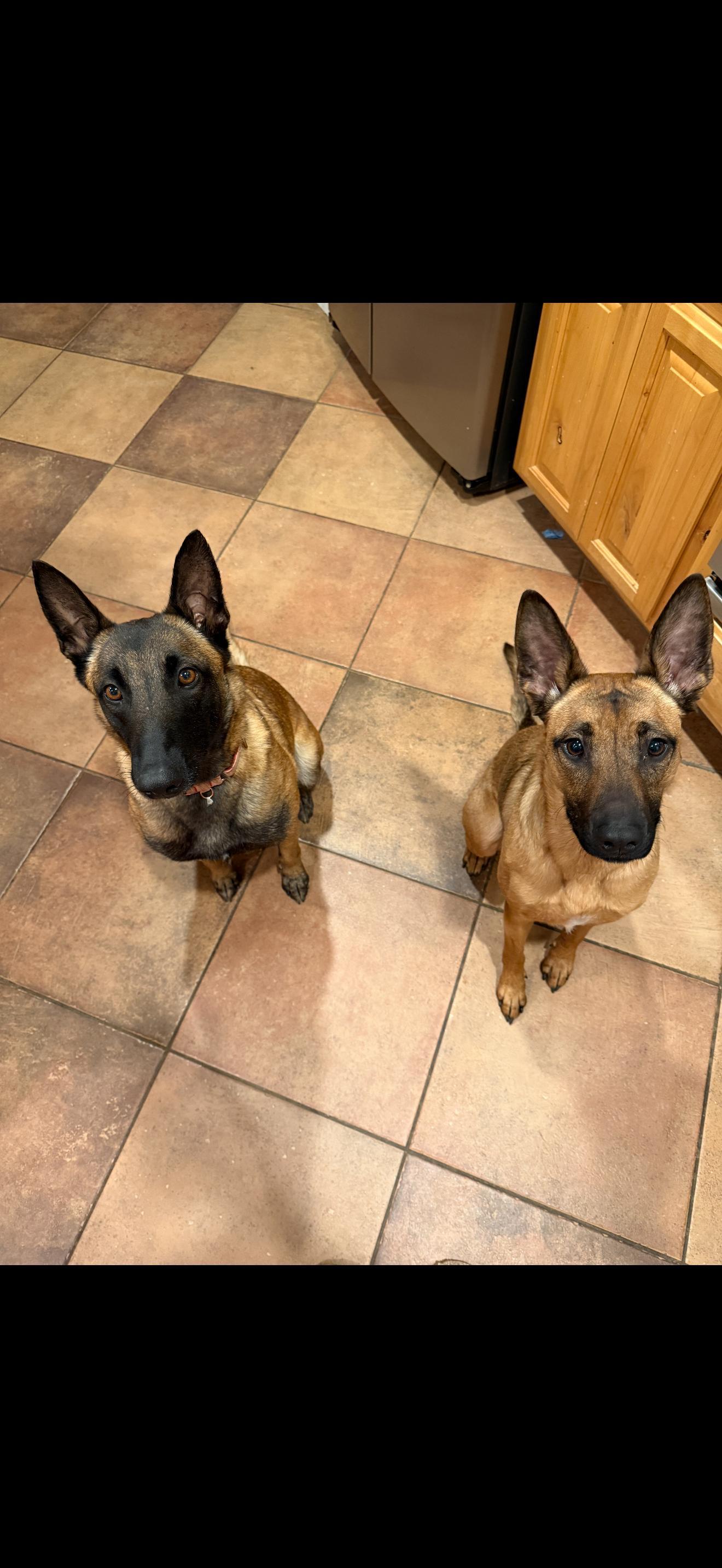 Enlarge Carly, a Adoptable Belgian Shepherd / Malinois in Discovery Bay, CA image 4/6