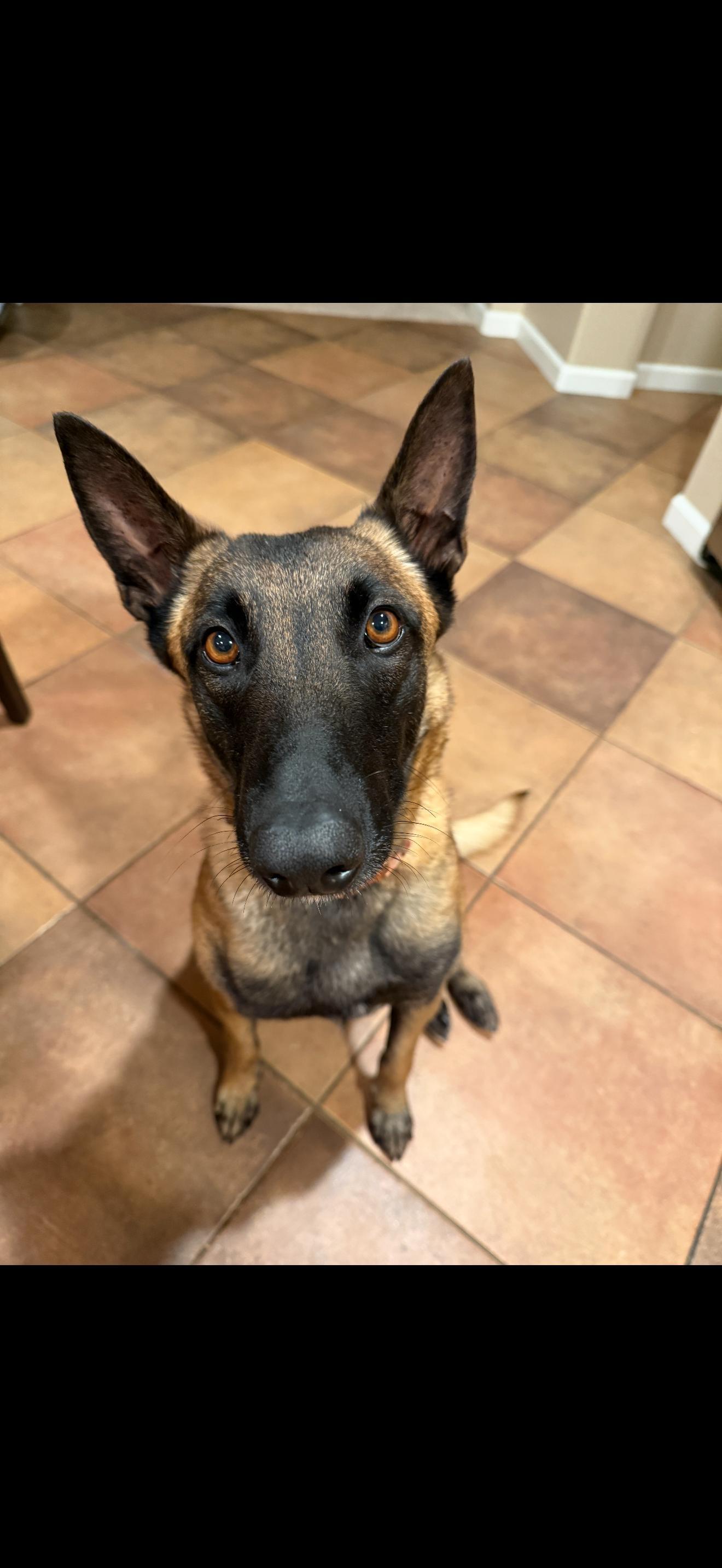 Enlarge Carly, a Adoptable Belgian Shepherd / Malinois in Discovery Bay, CA image 5/6