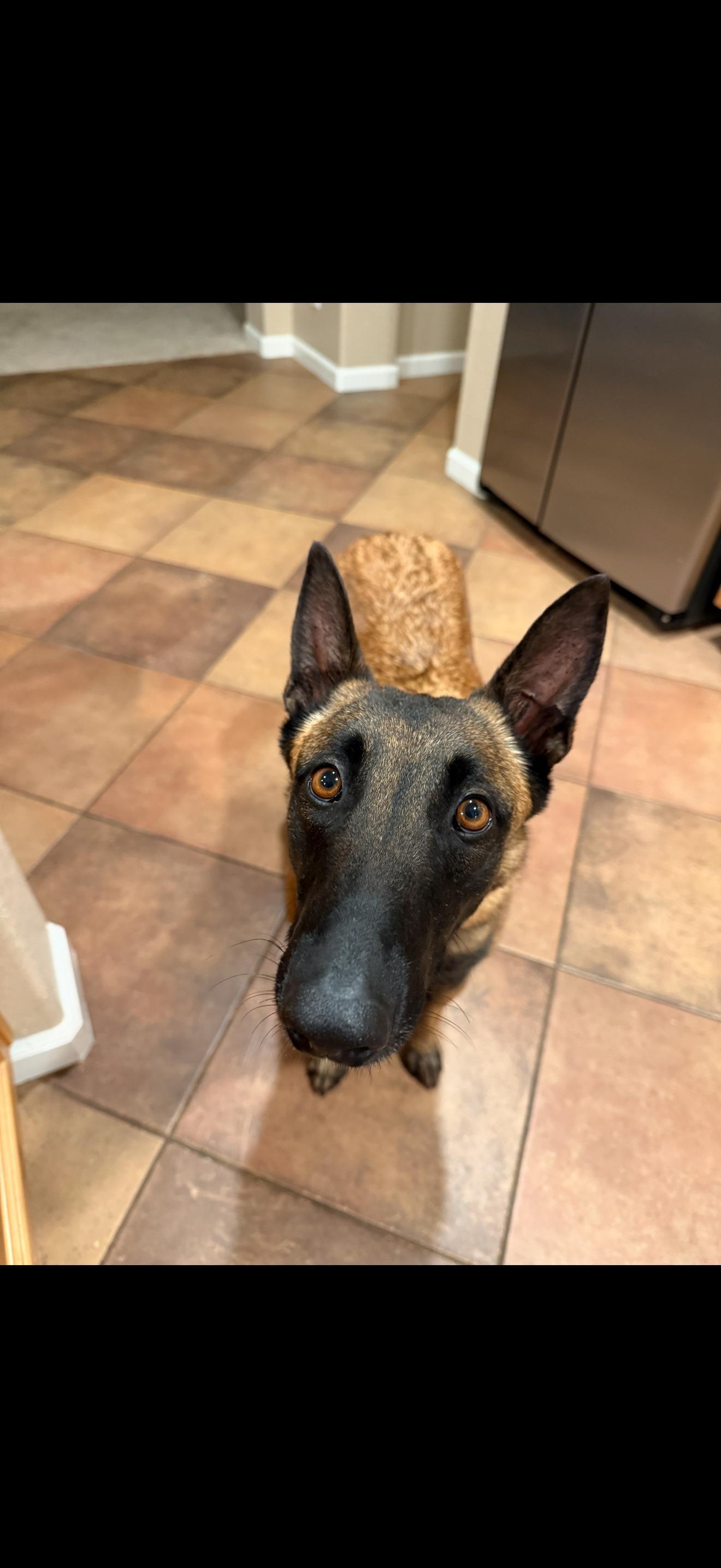 Enlarge Carly, a Adoptable Belgian Shepherd / Malinois in Discovery Bay, CA image 6/6