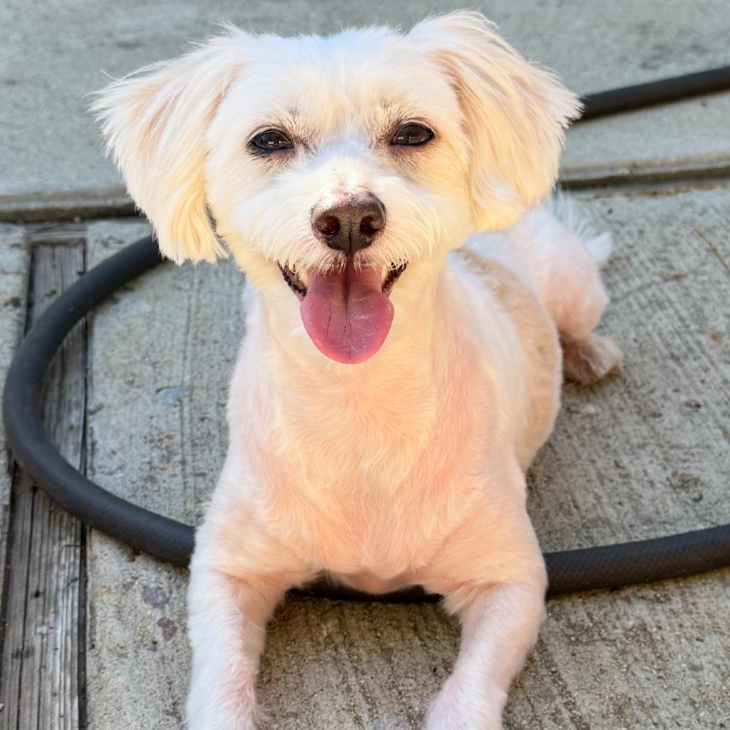 Baby and Coco, Adoptable, Senior Female Maltese & Chihuahua.