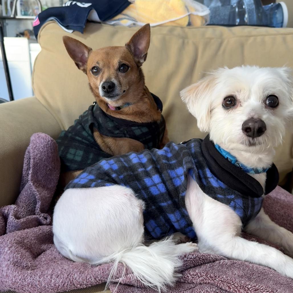 Enlarge Baby and Coco, a Adoptable mixed breed in San Diego, CA image 1/1