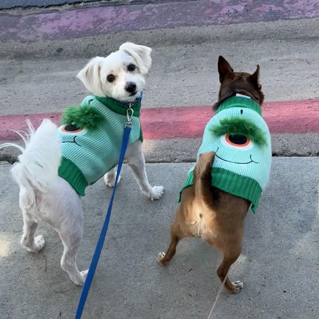 Enlarge Baby and Coco, a Adoptable mixed breed in San Diego, CA image 2/6