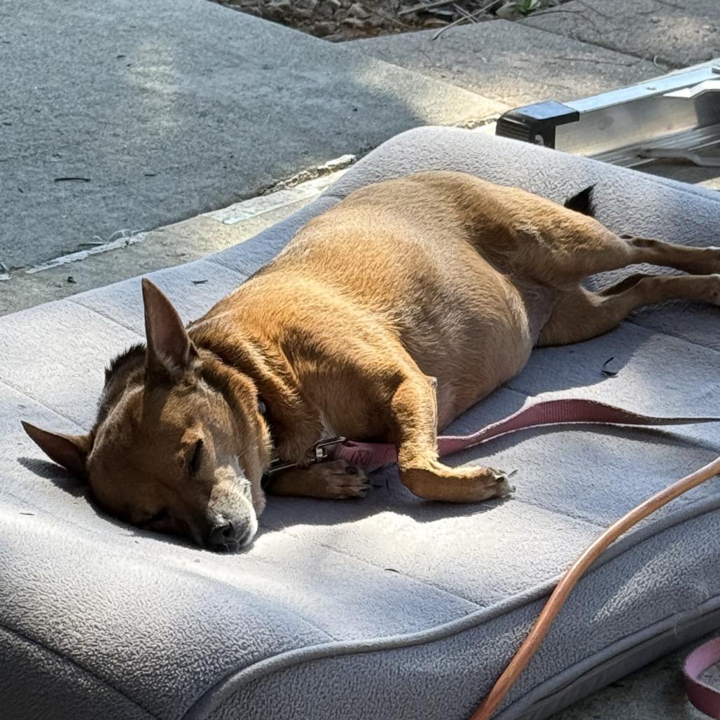Enlarge Baby and Coco, a Adoptable mixed breed in San Diego, CA image 3/6