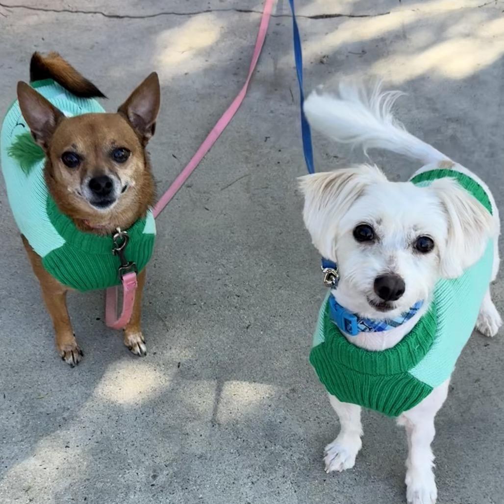 Enlarge Baby and Coco, a Adoptable mixed breed in San Diego, CA image 4/6