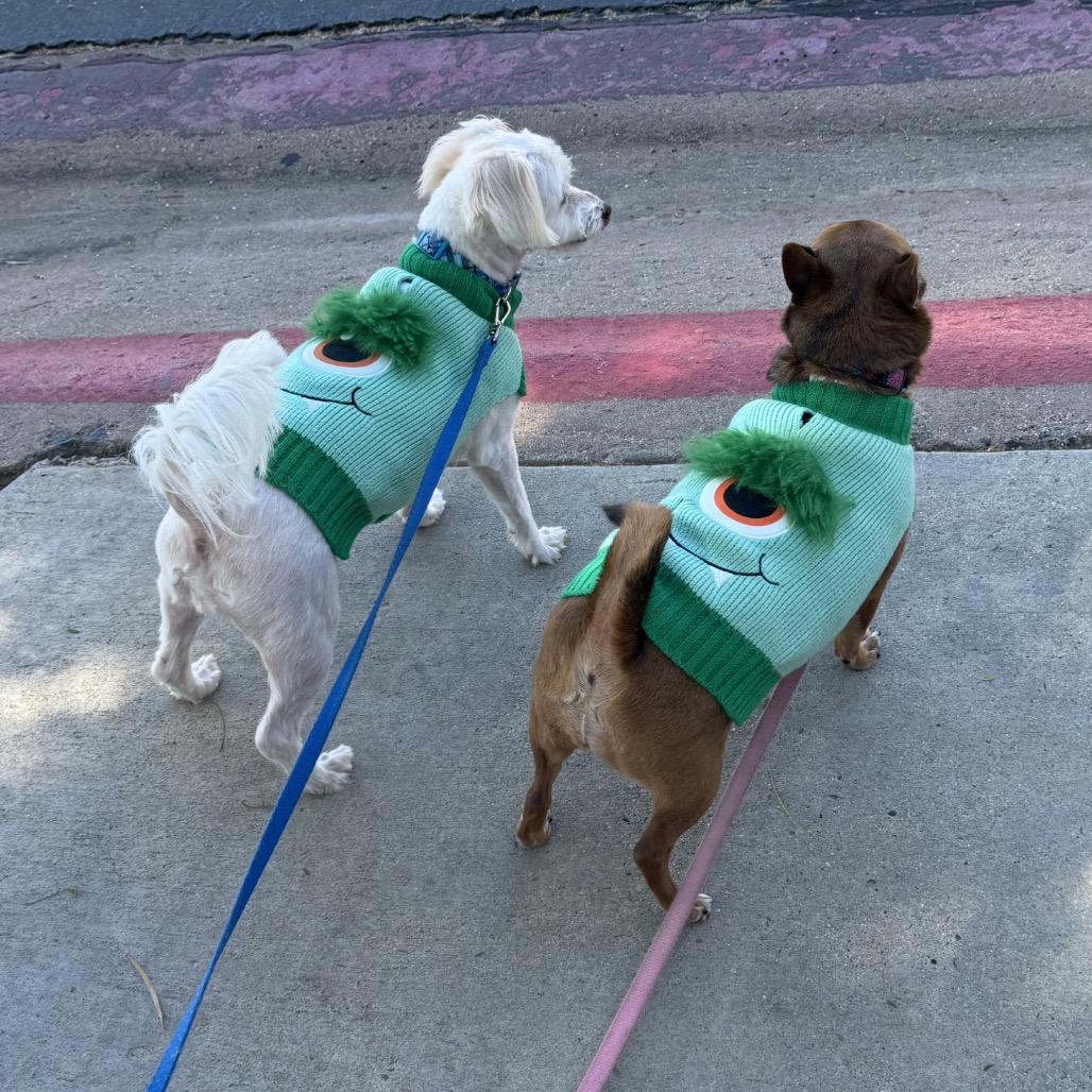 Enlarge Baby and Coco, a Adoptable mixed breed in San Diego, CA image 5/6