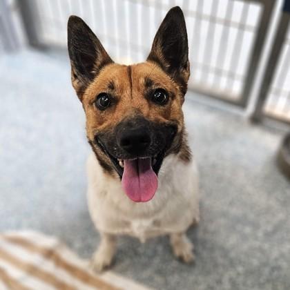 Enlarge Buttercup, a Adoptable Mixed Breed in Santa Cruz, CA image 1/2