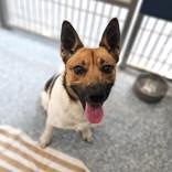 Enlarge Buttercup, a Adoptable Mixed Breed in Santa Cruz, CA image 2/2