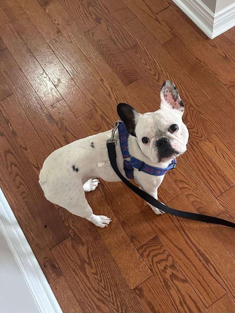 Luna, Adoptable, Adult Female French Bulldog.