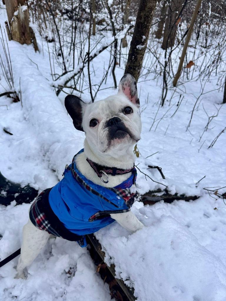 Enlarge Luna, a Adoptable French Bulldog in Toronto, ON image 2/5