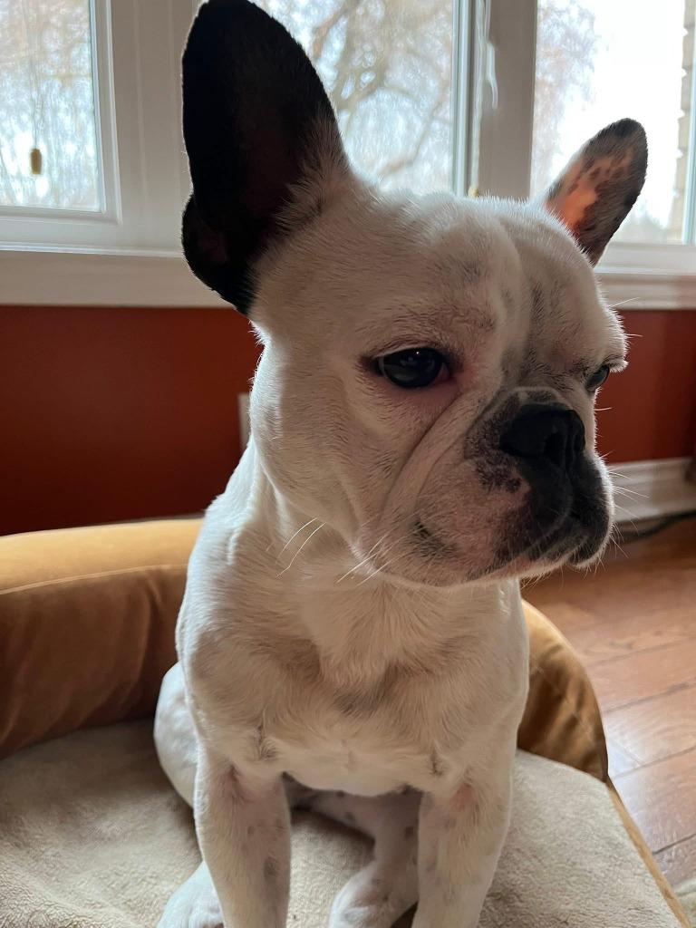Enlarge Luna, a Adoptable French Bulldog in Toronto, ON image 3/5