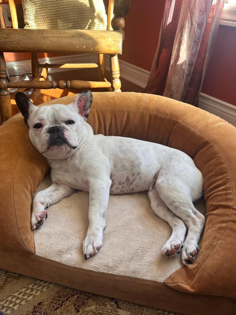Enlarge Luna, a Adoptable French Bulldog in Toronto, ON image 4/5
