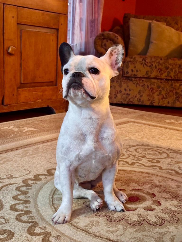 Enlarge Luna, a Adoptable French Bulldog in Toronto, ON image 5/5