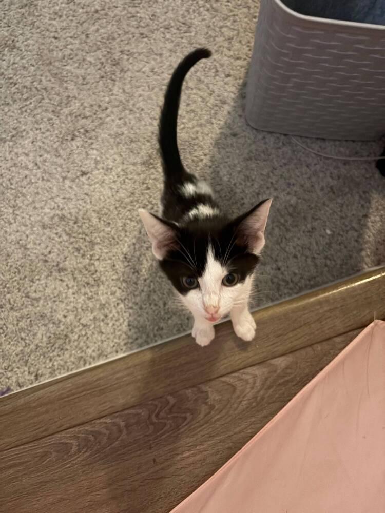 Enlarge Tiny, a Adoptable Domestic Short Hair in Orlando, FL image 3/3