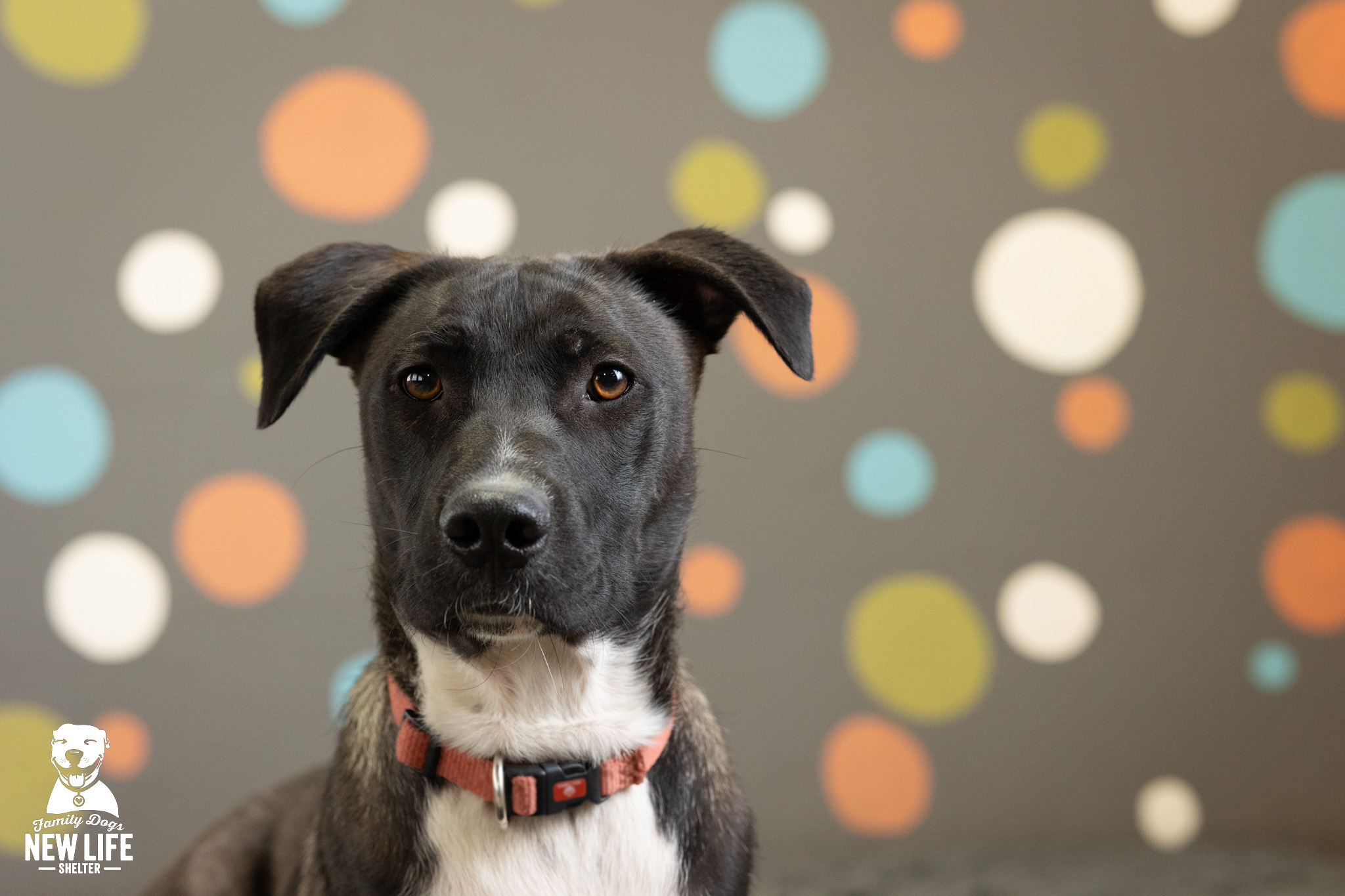 TOBY, a Adoptable mixed breed in Portland, OR image 3/5