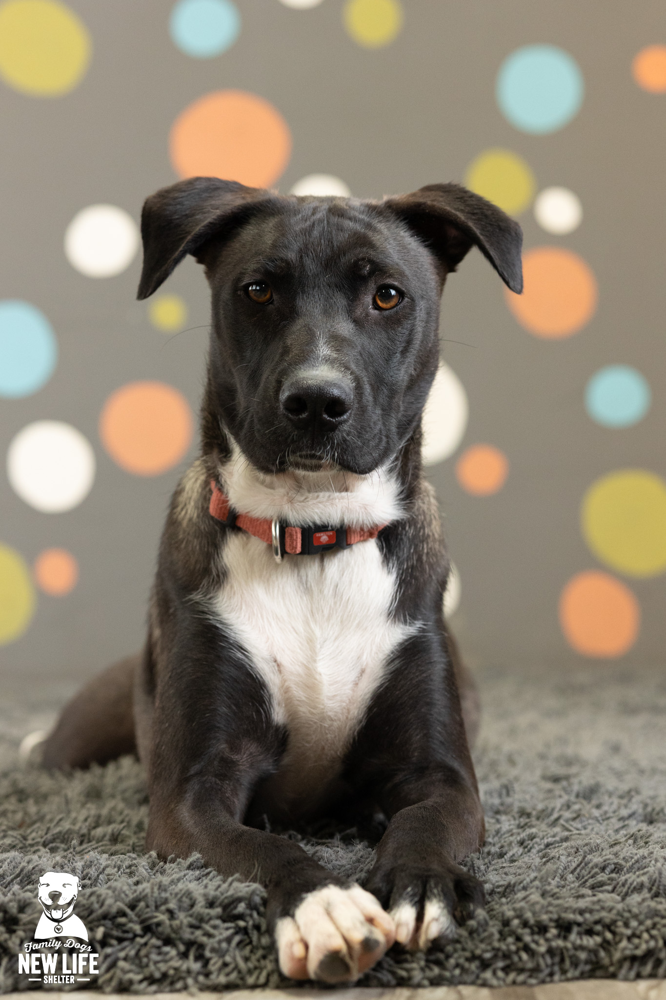 TOBY, a Adoptable mixed breed in Portland, OR image 5/5