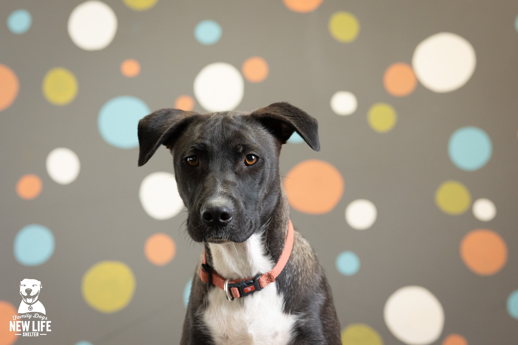 TOBY, a Adoptable mixed breed in Portland, OR image 1/5