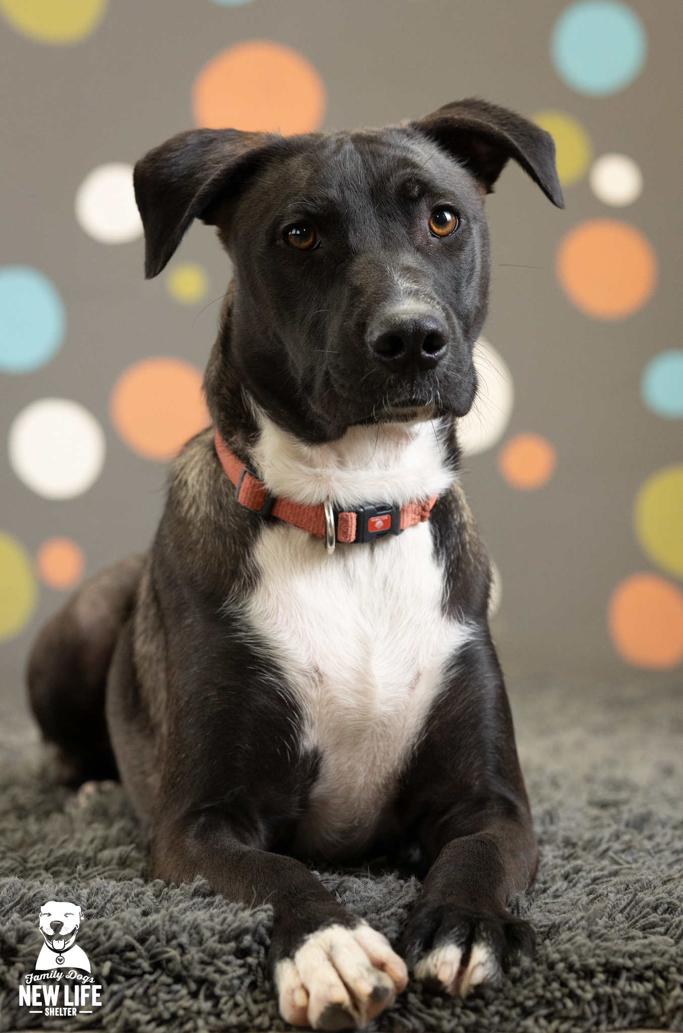 TOBY, a Adoptable mixed breed in Portland, OR image 2/5
