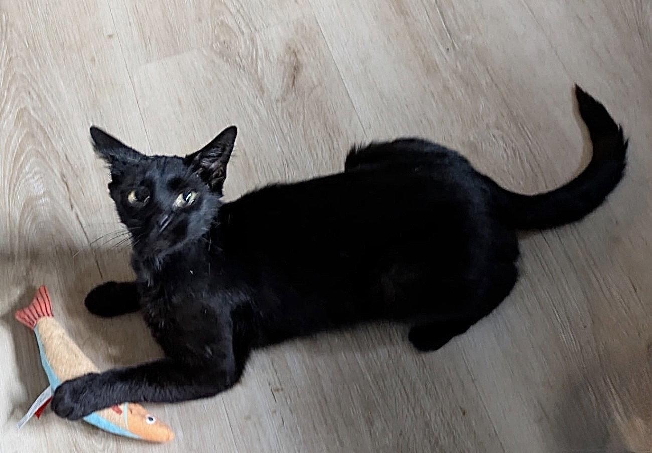 Savvy, Adoptable, Adult Female Domestic Short Hair & Bombay.