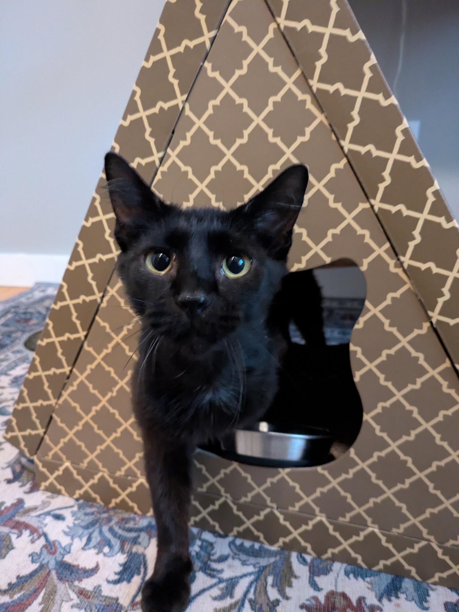 Enlarge Savvy, a Adoptable mixed breed in Georgetown, KY image 3/3