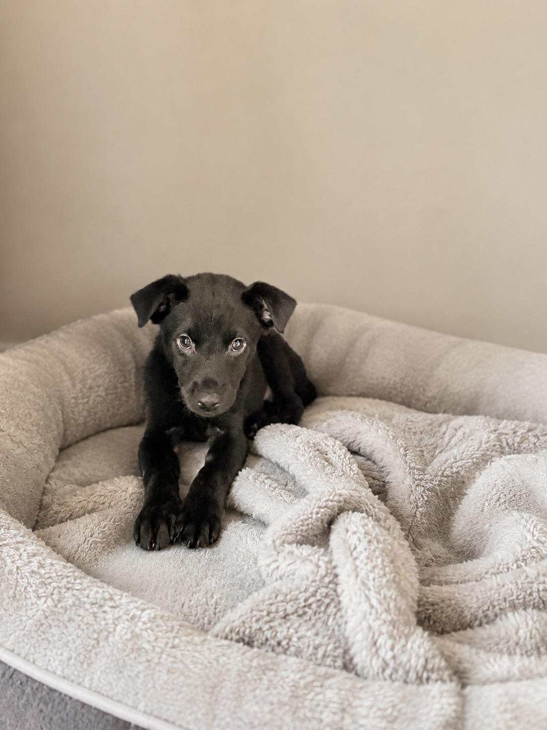 Enlarge Cane, a Adoptable mixed breed in Baton Rouge, LA image 1/1