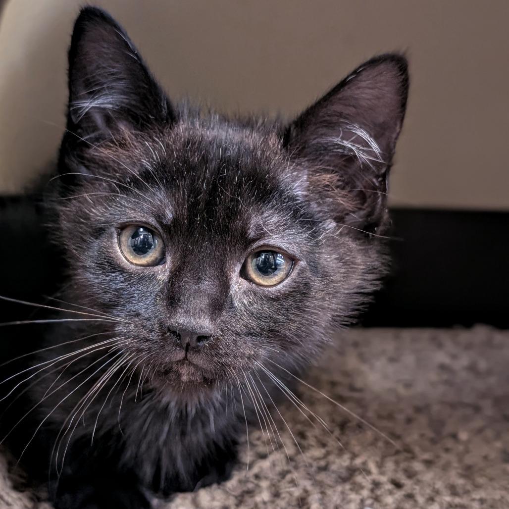 Enlarge Sissy, a Adoptable Domestic Short Hair in Pleasanton, CA image 1/2