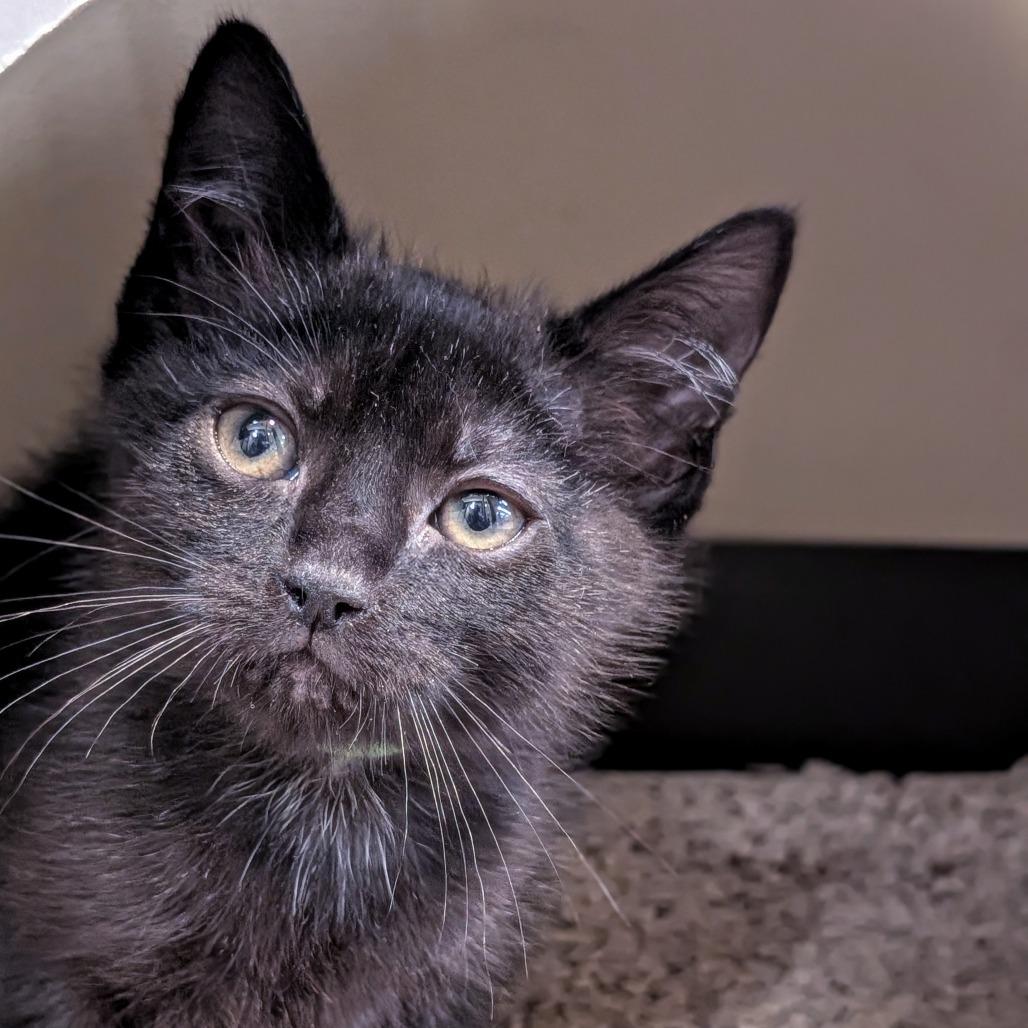 Enlarge Sissy, a Adoptable Domestic Short Hair in Pleasanton, CA image 2/2