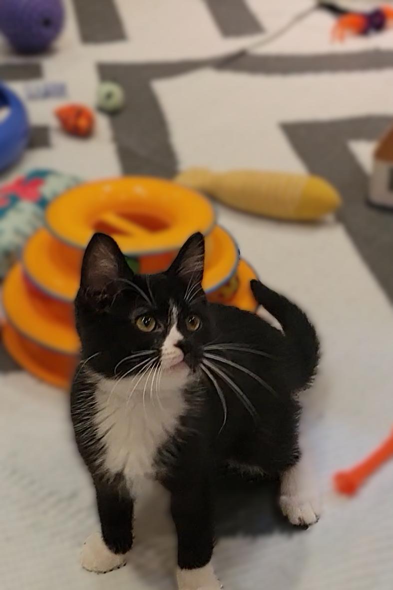 Enlarge Tootsie, a ADOPTABLE Domestic Short Hair in OVERLAND PARK, KS image 4/4