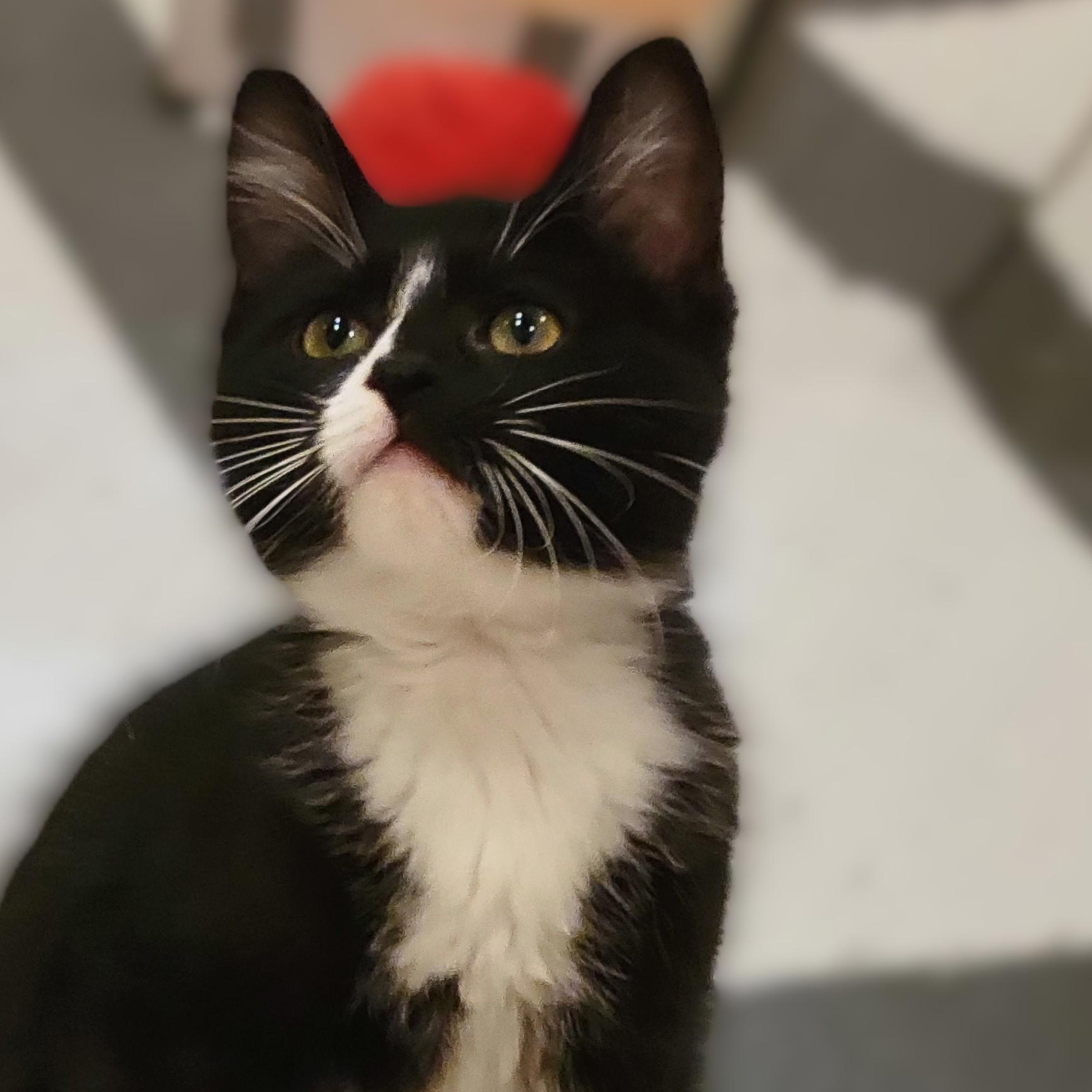 Enlarge Tootsie, a ADOPTABLE Domestic Short Hair in OVERLAND PARK, KS image 1/4