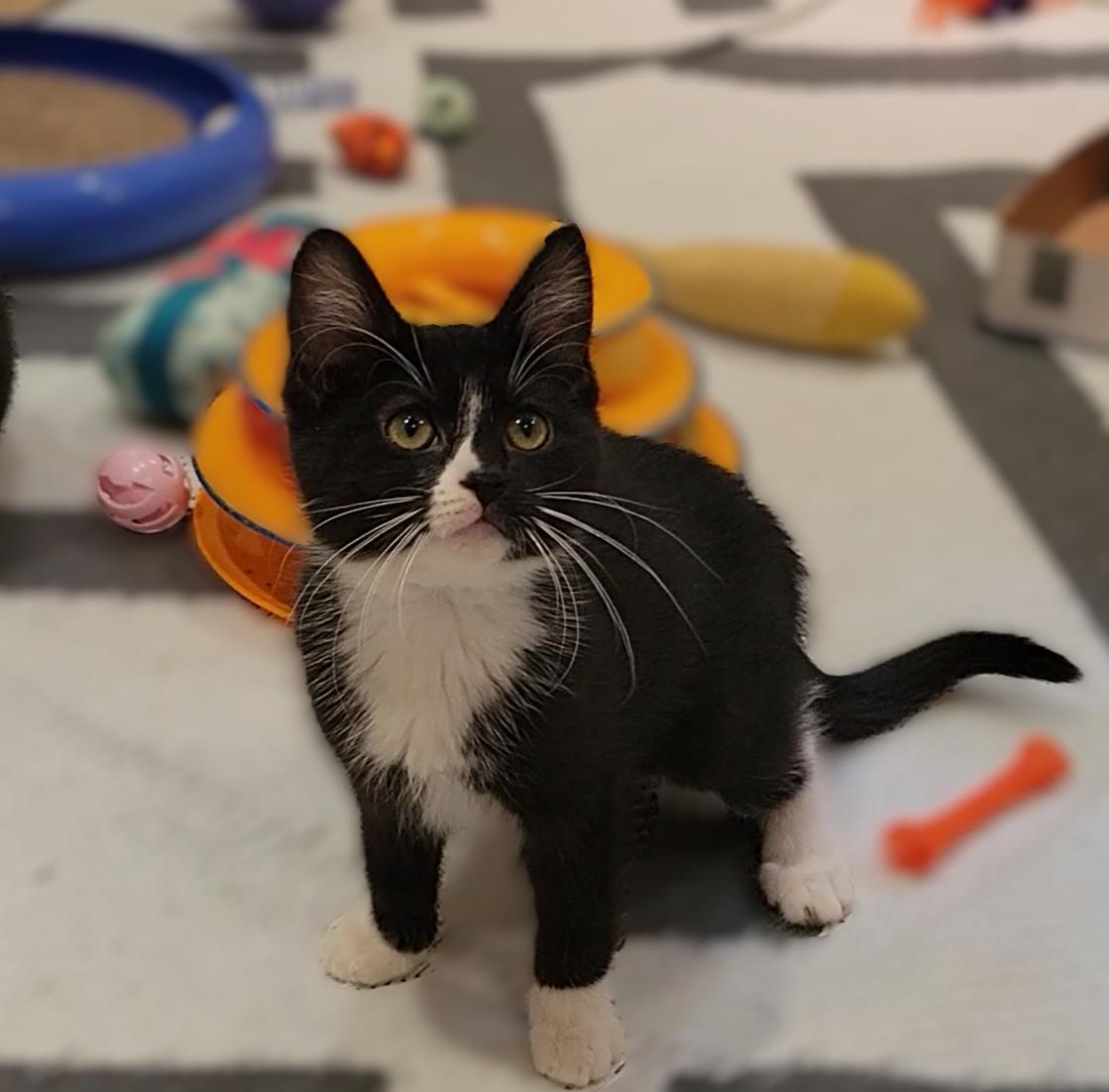 Enlarge Tootsie, a ADOPTABLE Domestic Short Hair in OVERLAND PARK, KS image 2/4