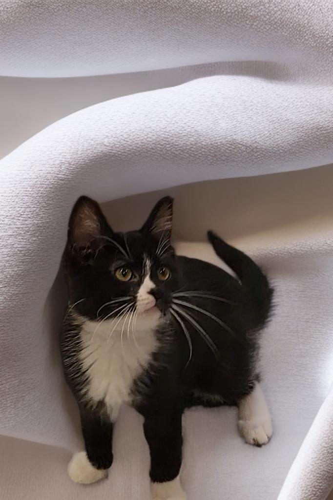 Enlarge Tootsie, a ADOPTABLE Domestic Short Hair in OVERLAND PARK, KS image 3/4