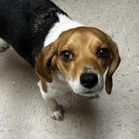 Holly Day, adopted, Adult Female Beagle.