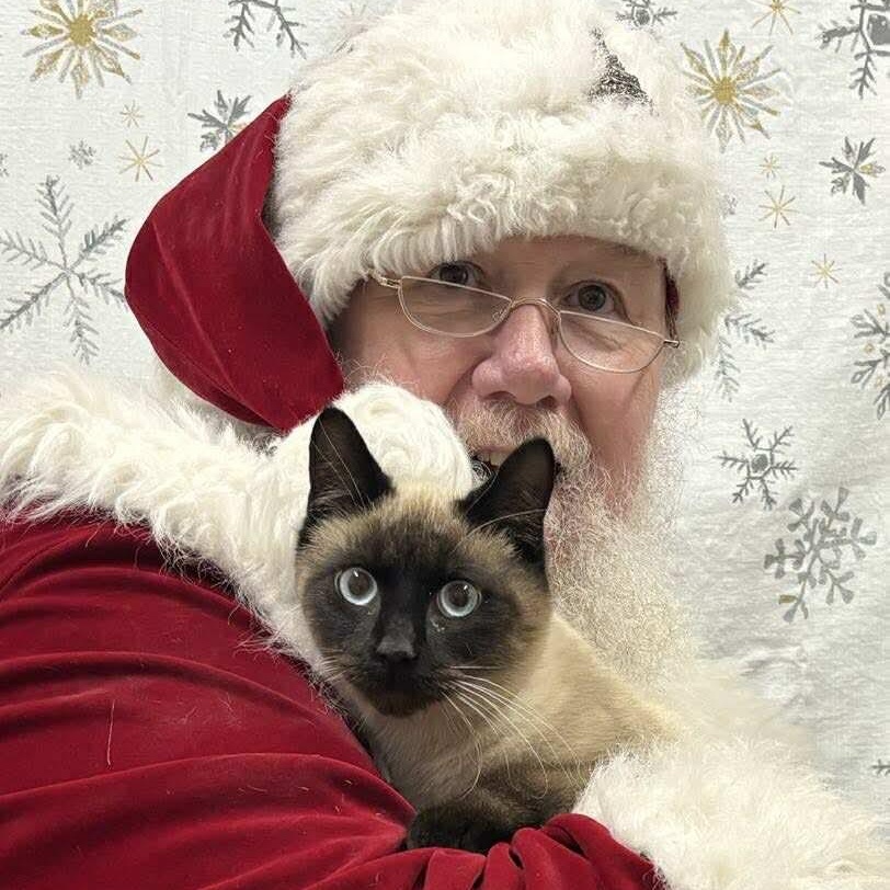 Enlarge Jessie, an adopted Siamese in Memphis, TN image 2/4