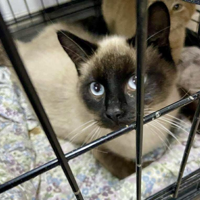 Enlarge Jessie, an adopted Siamese in Memphis, TN image 3/4