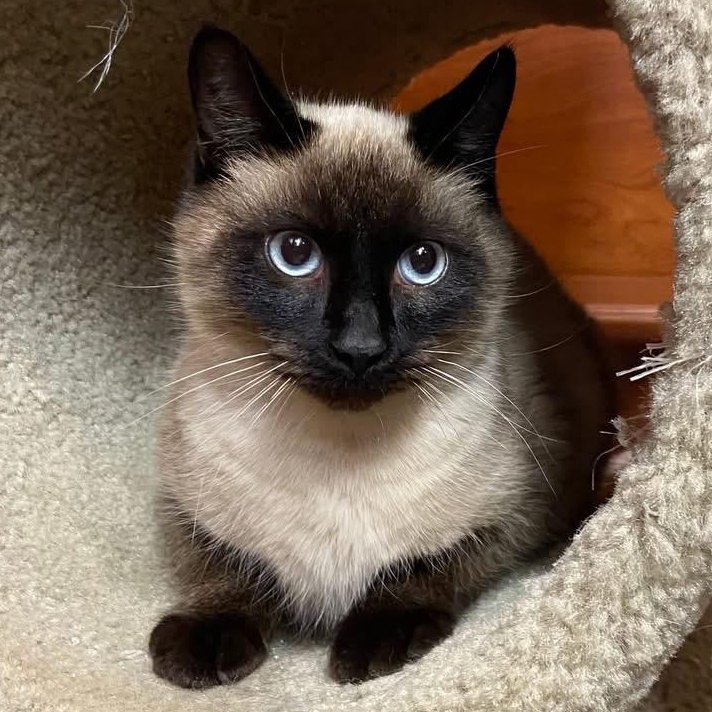 Enlarge Jessie, an adopted Siamese in Memphis, TN image 1/4
