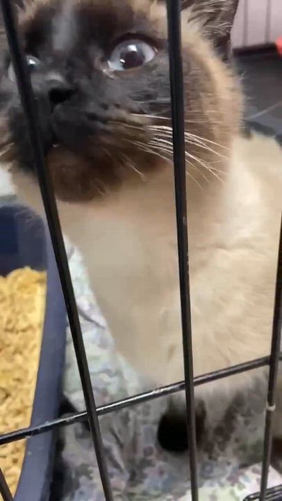 Enlarge Jessie, an adopted Siamese in Memphis, TN video 4/4