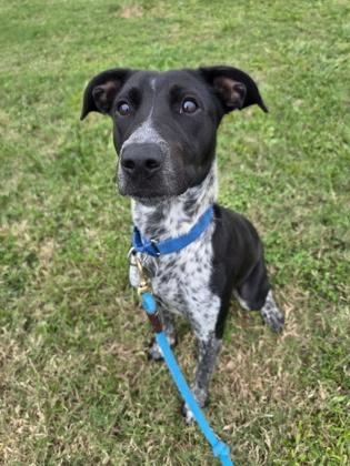 Becca, Adoptable, Adult Female Mixed Breed & Mixed Breed.